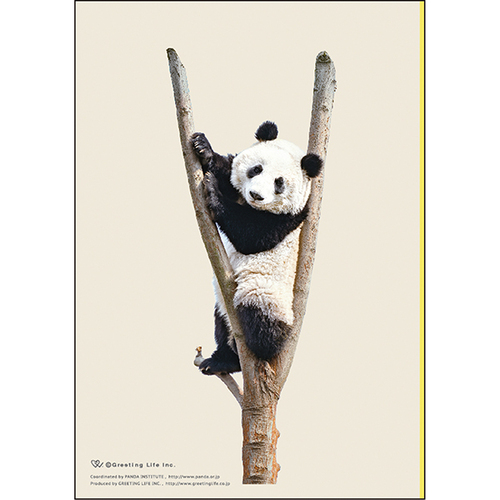 パンダページ 2025年12月25日 パンダとのお別れ｜次元上昇日記｜辛酸なめ子 - 幻冬舎plus