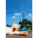 ピンナップ ポストカード 猫 大あくび くつ AM171