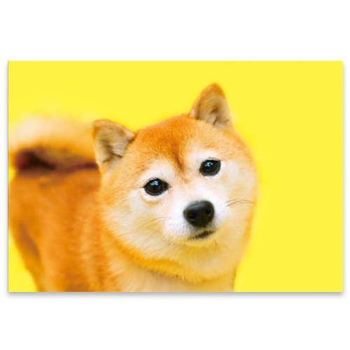ピンナップ ポストカード 柴犬 えっ Am261 カード ポストカード ポストカード 写真 東急ハンズネットストア