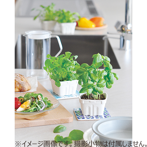 聖新陶芸 サラディアグリーン Gd 864 ルッコラ 園芸用品 ミニ盆栽 栽培キット 東急ハンズネットストア