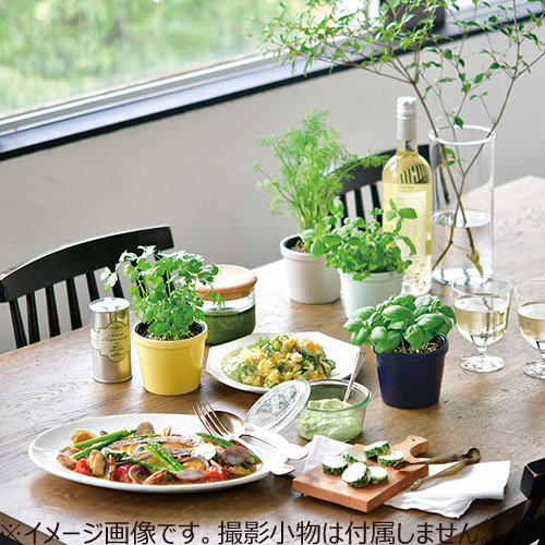 聖新陶芸 レシピ付き栽培セット Gd951 1 ミント 園芸用品 ミニ盆栽 栽培キット 東急ハンズネットストア