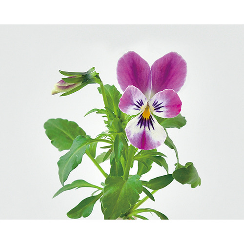 聖新陶芸 うさぎの耳みたいなビオラ栽培セット Gd968 園芸用品 ミニ盆栽 栽培セット ハンズネットストア