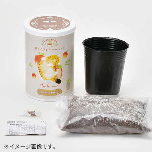 聖新陶芸 育てるフレーバーハーブ GD1025－4 カモミール｜【ハンズ