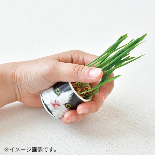 聖新陶芸 おちょこで猫草 GD1029－1 白｜【ハンズネットストア】