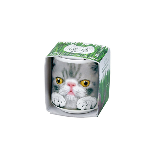 聖新陶芸 おちょこで猫草 GD1029－4 グレー｜【ハンズネットストア】