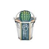 聖新陶芸 サボバケツ栽培キット GD1034－3 うちわサボテン