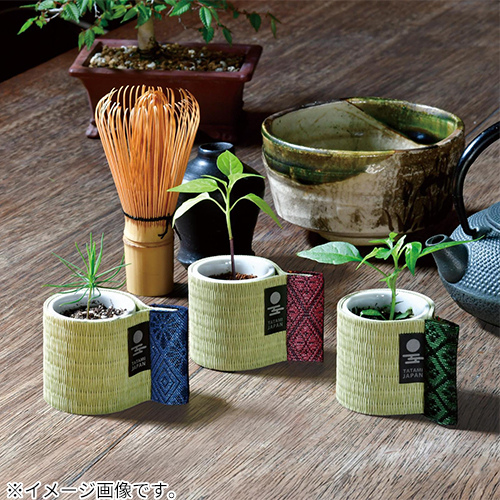 聖新陶芸 お芽でたおちょこ 畳 五色とうがらし GD1051-3