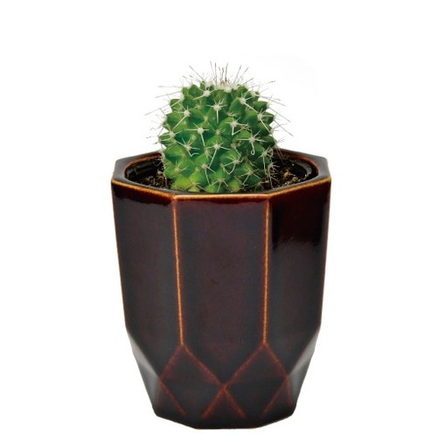 聖新陶芸 HACHIKAKU CACTUS GD1057-1 茶/丸サボテン｜【ハンズネット