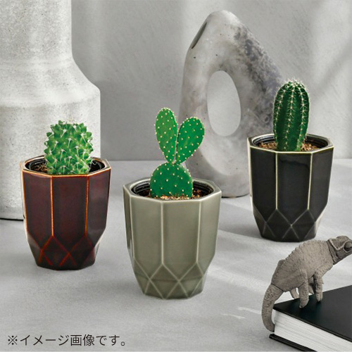 聖新陶芸 HACHIKAKU CACTUS GD1057-2 黒/柱サボテン｜【ハンズネット