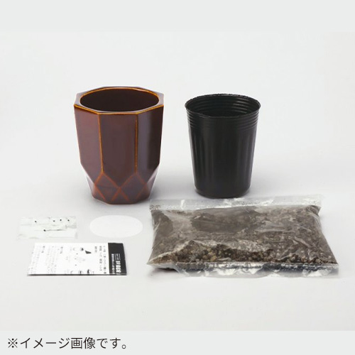 聖新陶芸 HACHIKAKU CACTUS GD1057-2 黒/柱サボテン｜【ハンズネット