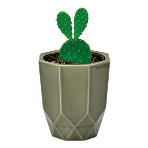 聖新陶芸 HACHIKAKU CACTUS GD1057-3 グレー/ウチワサボテン｜【ハンズ
