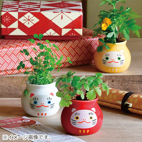 聖新陶芸 福壺猫だるま おみくじ付き GD1066-1 赤｜【ハンズネットストア】