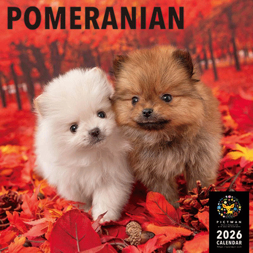 オーダー受付　ポメラニアン　5/31 オーダー受付 ポメラニアン 5/31 新潟県のポメラニアン｜男の子・2025