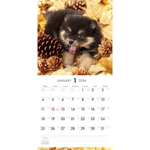 オーダー受付　ポメラニアン　5/31 オーダー受付 ポメラニアン 5/31 新潟県のポメラニアン｜男の子・2025