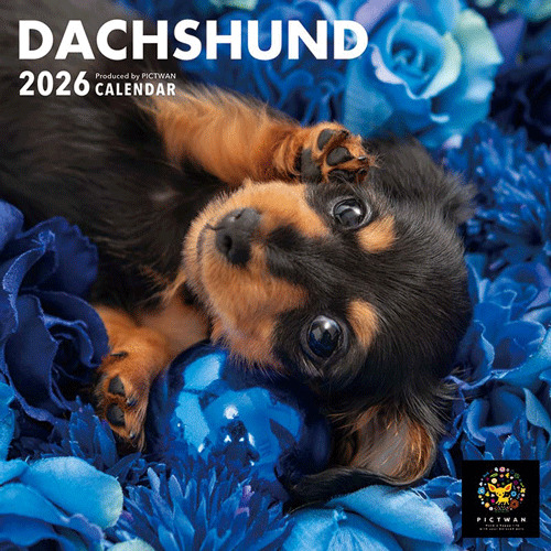 わんこ 2026年版・壁掛】 ピクトワン（PICTWAN） ダックスフンド S版 S036