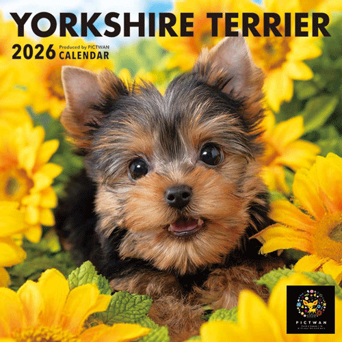 ◆廃盤品 美品 1970年代◆ラリック ヨークシャーテリア #11746 ◇廃盤品 美品 1970年代◇ラリック ヨークシャーテリア #11746