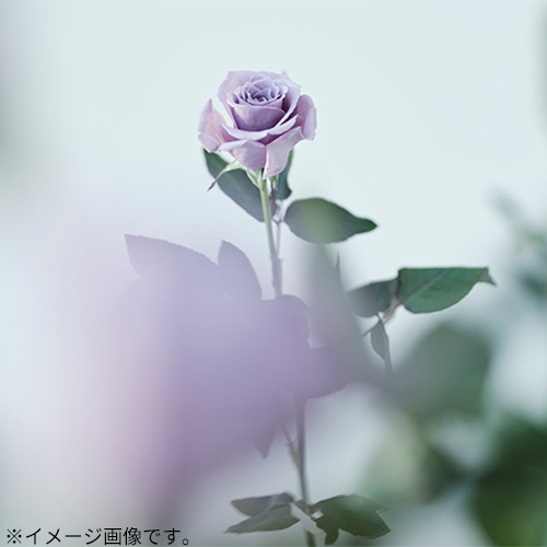 日本香堂 花風PLATINA（ka－fuhプラチナ） ブルーローズ 27532 小型