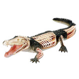 アオシマ 4Dパズル 動物解剖 No.17 クロコダイル