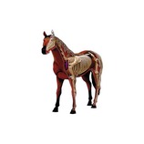 アオシマ 立体パズル 動物解剖モデル 馬 №4