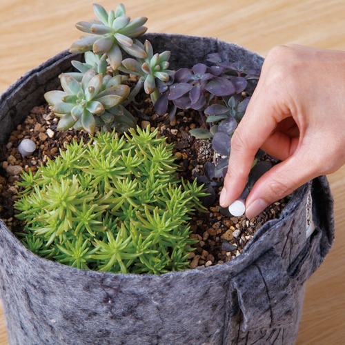 【入手困難】薬用植物栽培全科 入手困難】薬用植物栽培全科 入手困難】薬用植物栽培全科