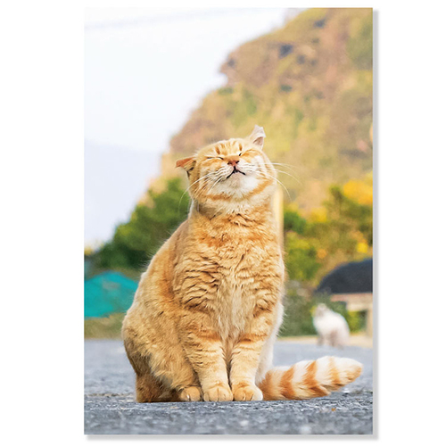 虎*猫様 8GB メモリ 10枚セット アクティブコーポレーション ネコポストカード L12－PB－560 まどろむ