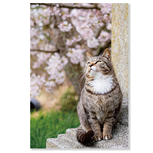 アクティブコーポレーション 春・ネコポストカード PB－562h 桜を