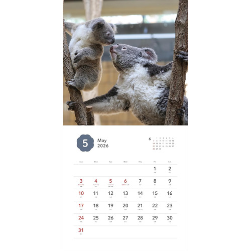 2026年版・壁掛】 辰巳出版 ふわふわコアラの親子カレンダー 6290