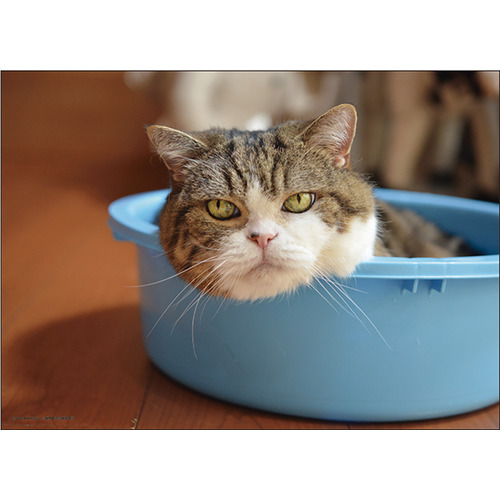 まるちゃん まるちゃん3歳時代 3歳が蛇口シリーズ全盛期かな 4枚目の給水機はよく