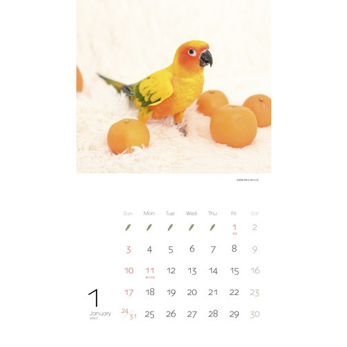 2027年版・壁掛】 山と溪谷社 かわいんこ インコと小鳥 863490
