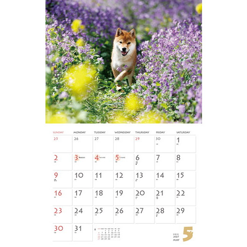 2027年版・壁掛】 山と溪谷社 柴犬 863520｜【ハンズネットストア】