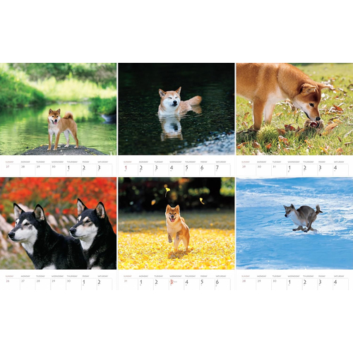 2027年版・壁掛】 山と溪谷社 柴犬 863520｜【ハンズネットストア】