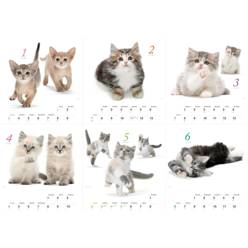2027年版・壁掛】 山と溪谷社 ほのぼの子ねこ 863560｜【ハンズネット